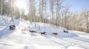 Krabloonik Dogsledding