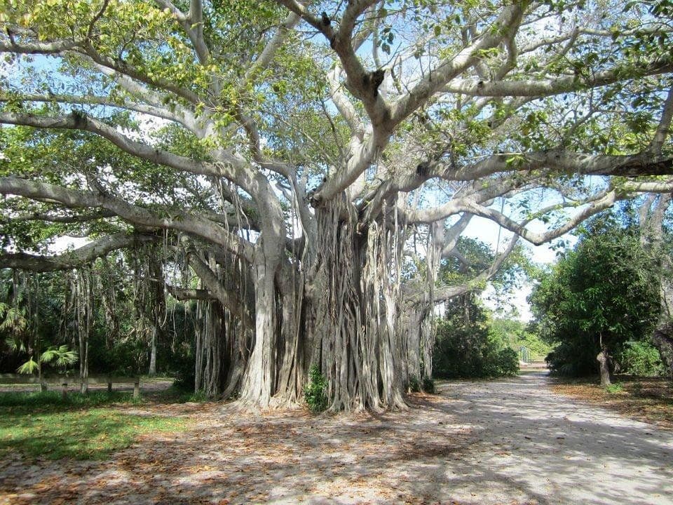Hugh Taylor Birch State Park