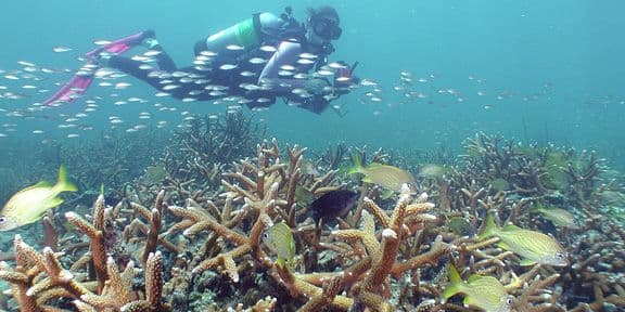 Diving and Snorkeling