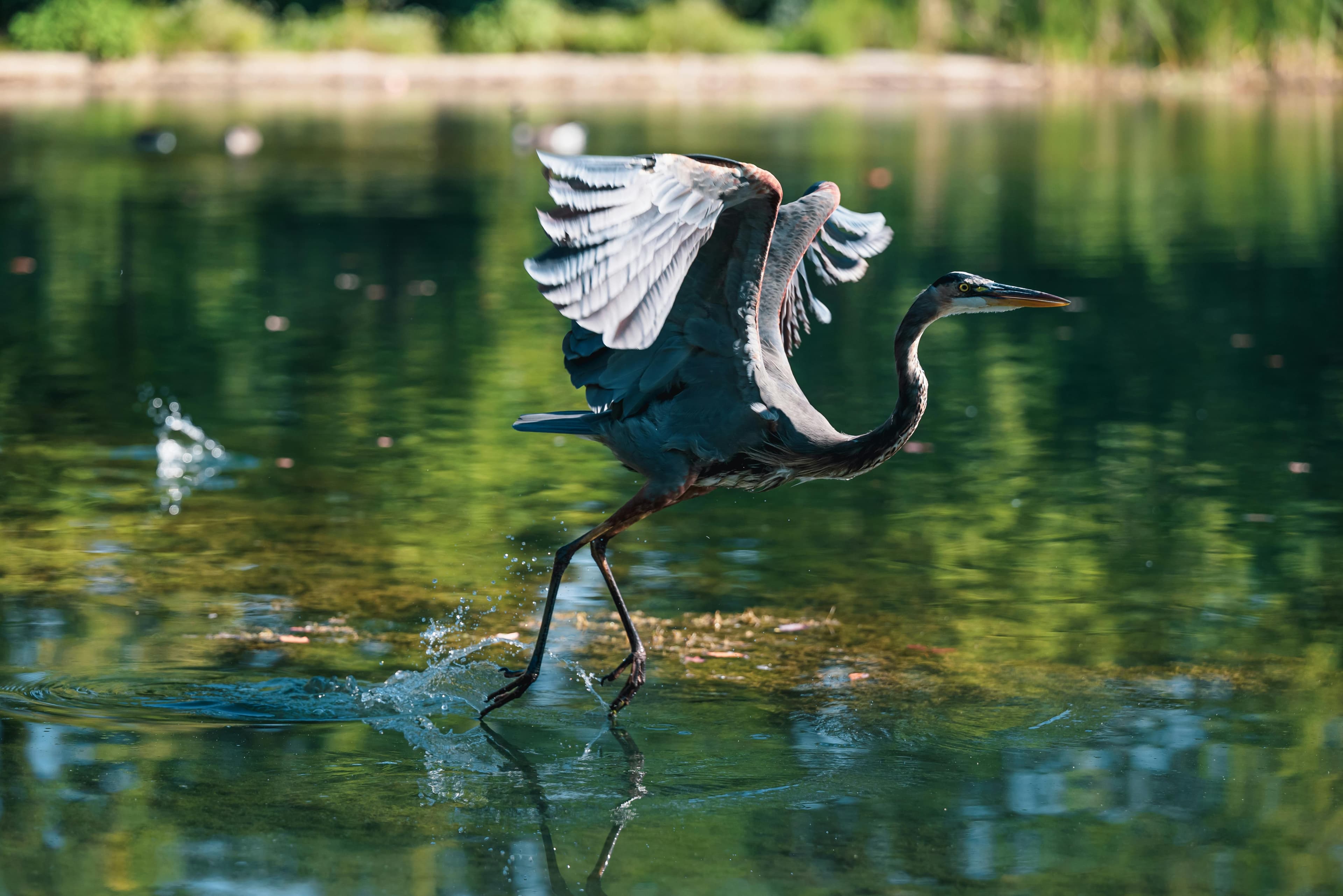The Top Must-See: Everglades National Park