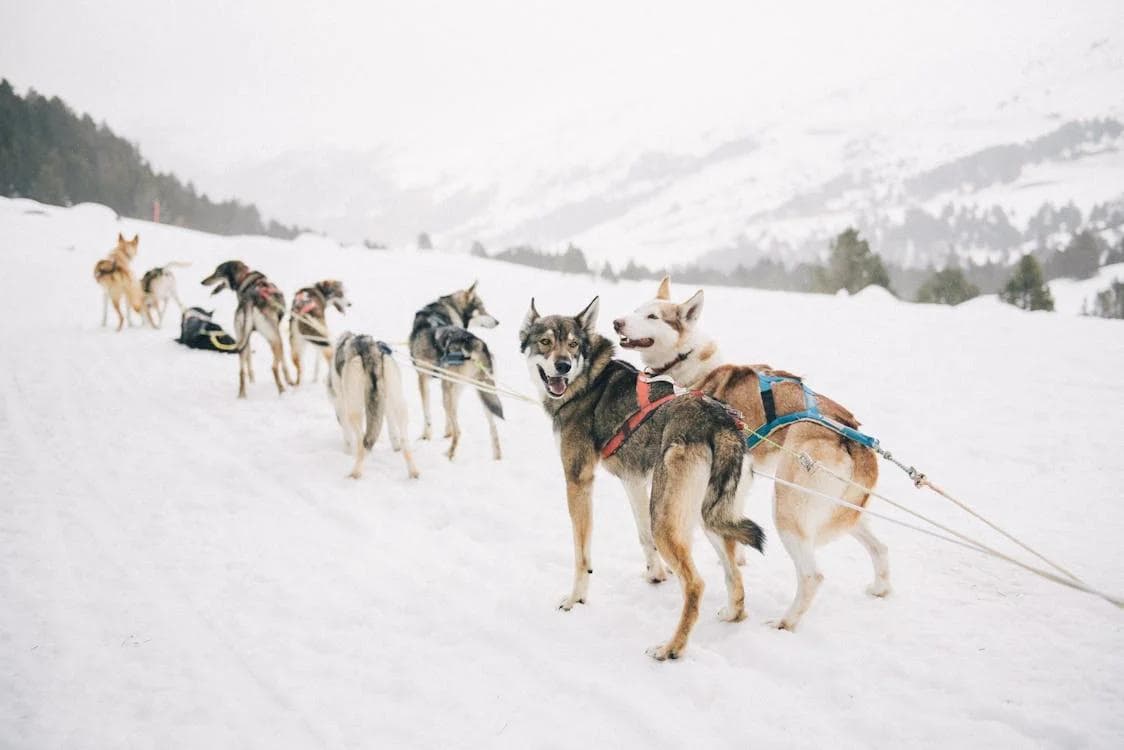 Krabloonik Dogsledding